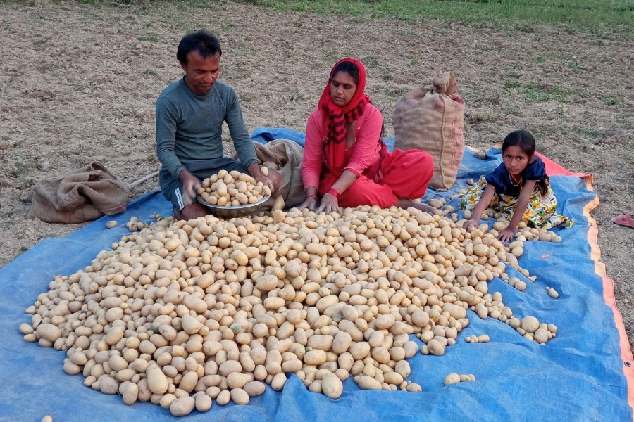 आलु थन्क्याउँदै रामपुरका किसान 
