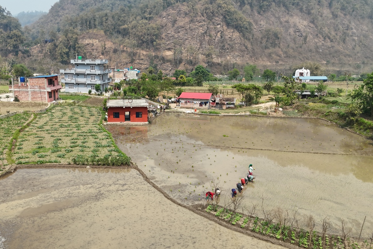 तनहुँमा किसानलाई चैते धानखेतीमा आकर्षित गर्न अनुदान