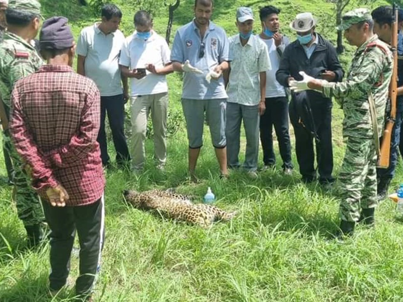 डडेलधुरामा वयस्क चितुवा मृत फेला