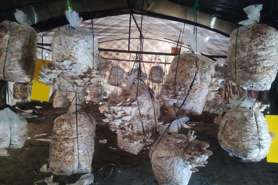 विद्यालय परिसरमै च्याउ र तरकारीखेती: पढ्दै, कमाउँदै विद्यार्थी