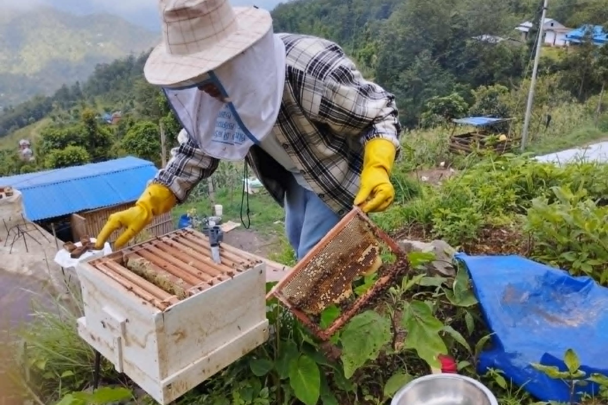 मौरी पालनबाट मासिक ५० हजार आम्दानी गर्दै रामेछापका कृष्णबहादुर