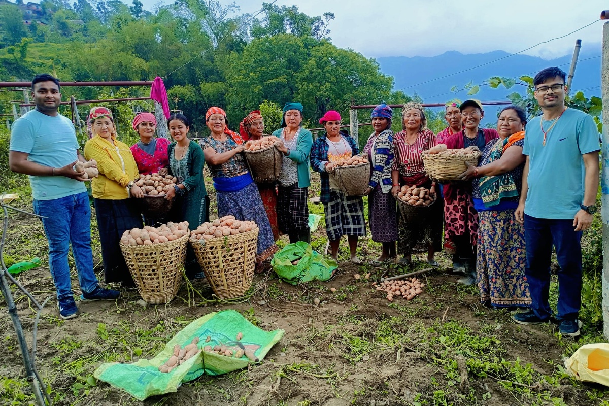 ब्रान्डिङ गरेर बजार पठाइँदै भकिम्लीको आलु