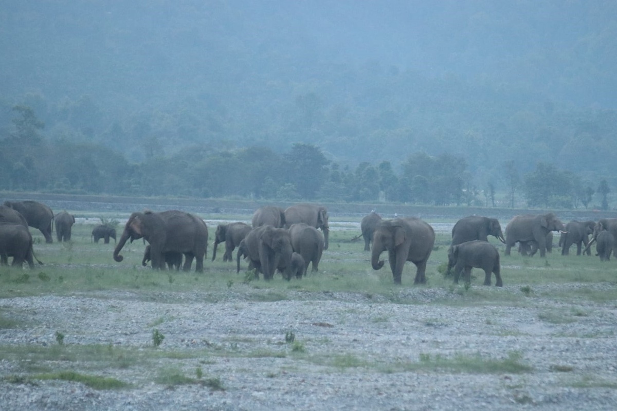 सहअस्तित्वमार्फत मानव–हात्तीबीचको द्वन्द्व न्यूनीकरण गर्दै बाहुनडाँगीबासी