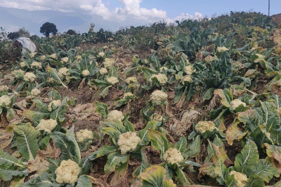 बारीमै सड्न थाल्यो शैलुङका किसानले उत्पादन गरेको काउली