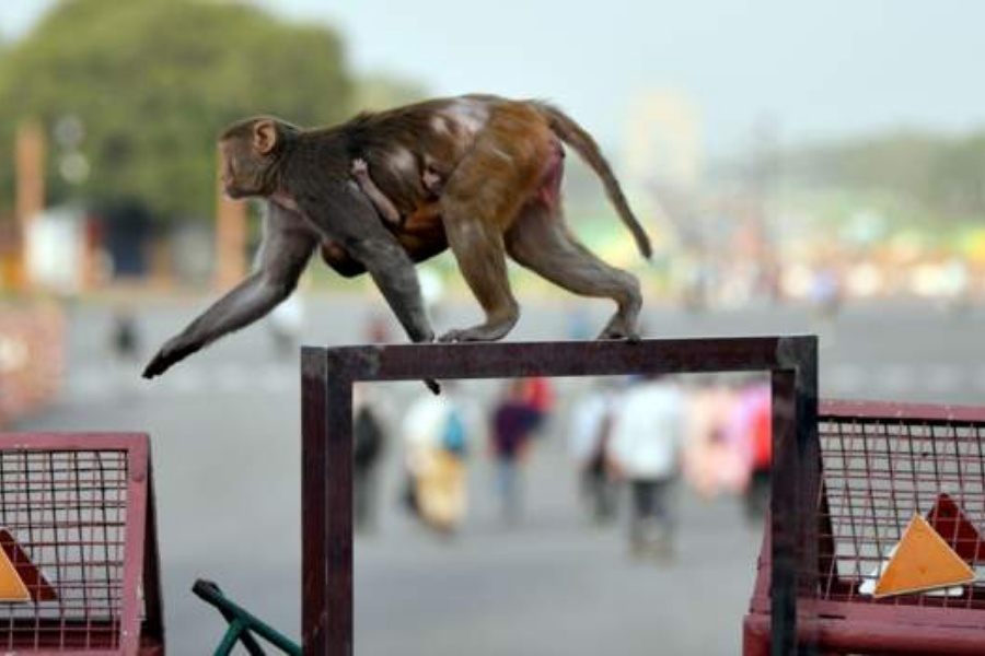 जी–२० शिखर सम्मेलनलाई लक्षित गर्दै भारतको दिल्लीमा बाँदर नियन्त्रण शुरू