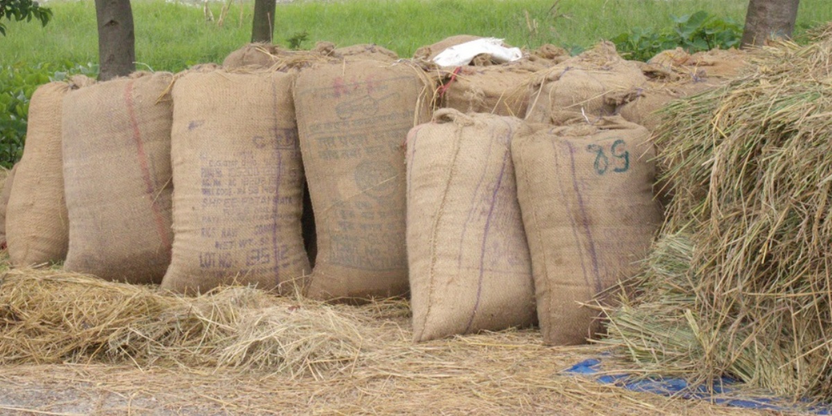 चितवनका किसानले पाएनन् चैते धानको समर्थन मूल्य