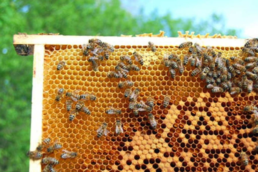 म्याग्दीमा घट्यो मह उत्पादन, मौरीमा कीराको प्रकोप  