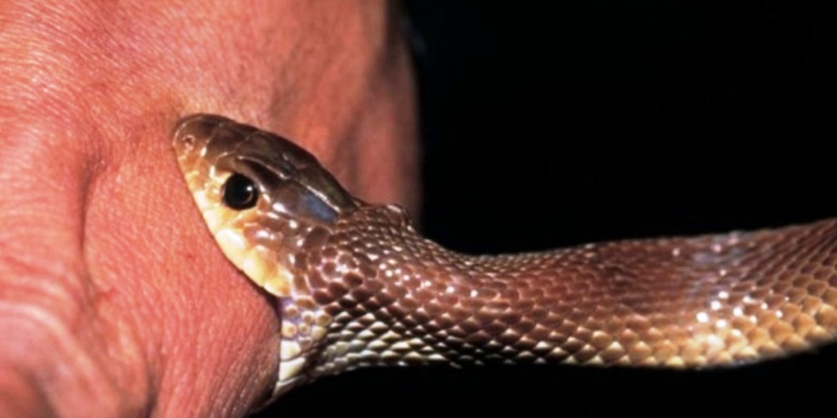 सर्पको टोकाइबाट बर्दियामा २ बालबालिकाको मृत्यु, १ घाइते