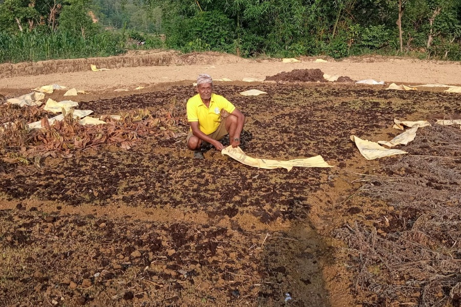ब्याडमै सुक्न थाल्यो धानको बिउ