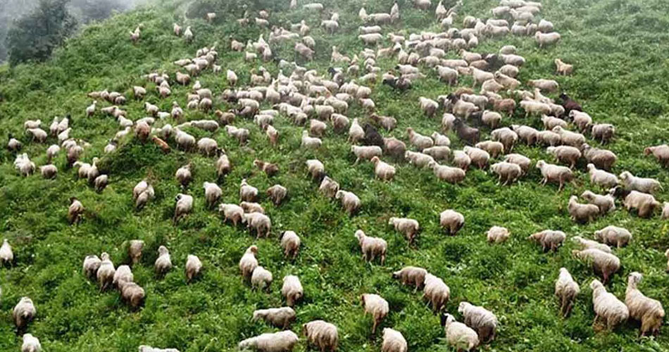 जुम्लाको राक्से पाटनमा पहिरोमा पुरिए एउटा घोडा र १३ भेडा