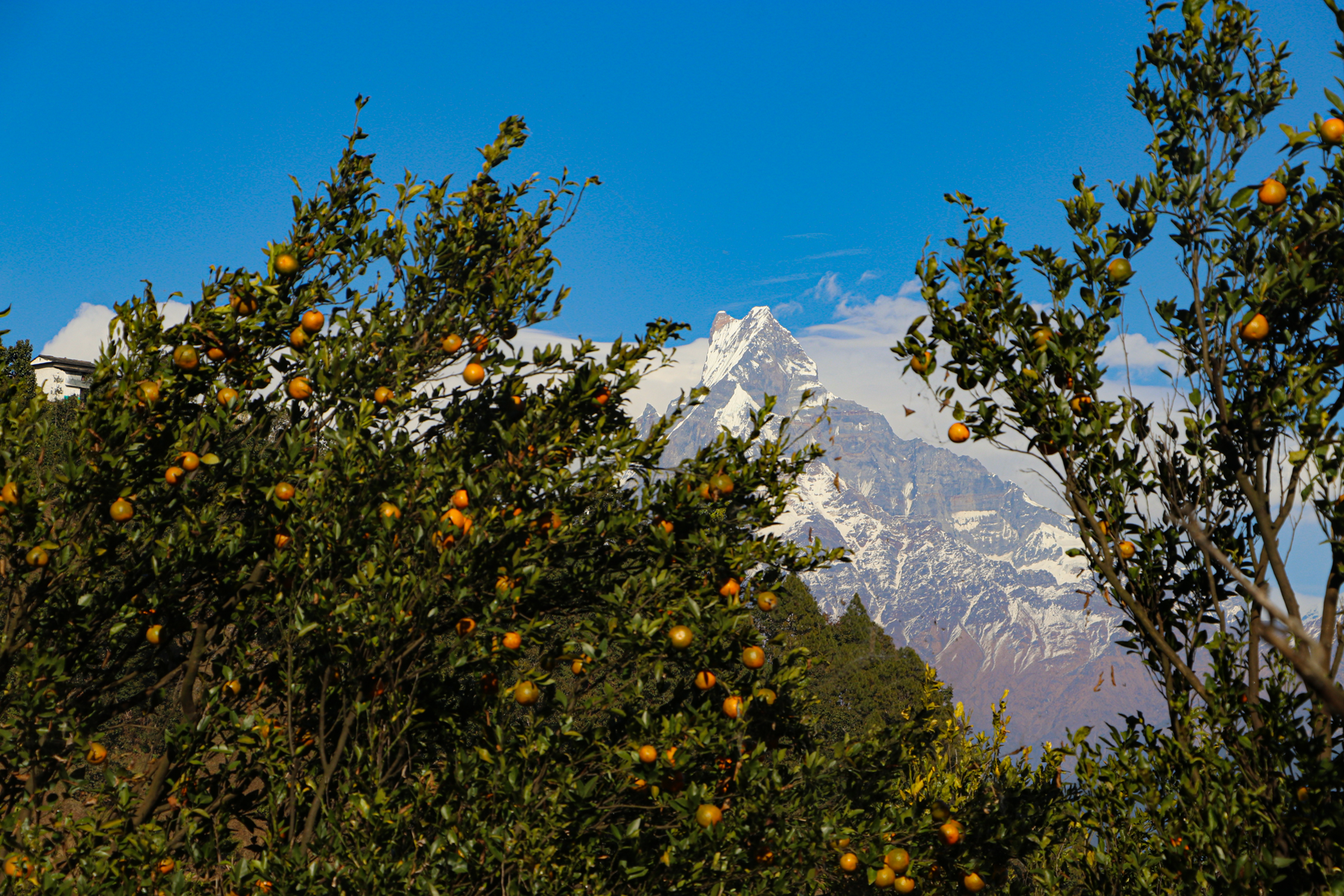 गण्डकीका नौ जिल्लामा तीन अर्बको सुन्तला उत्पादन