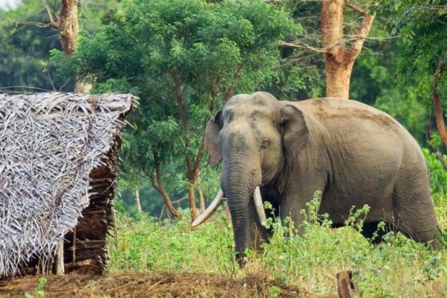 जंगली हात्तीको आक्रमणबाट झापामा चार जना घाइते