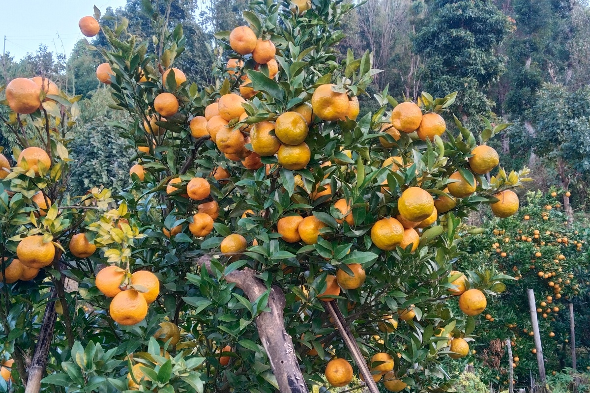 रामेछापमा घट्यो सुन्तलाको मूल्य