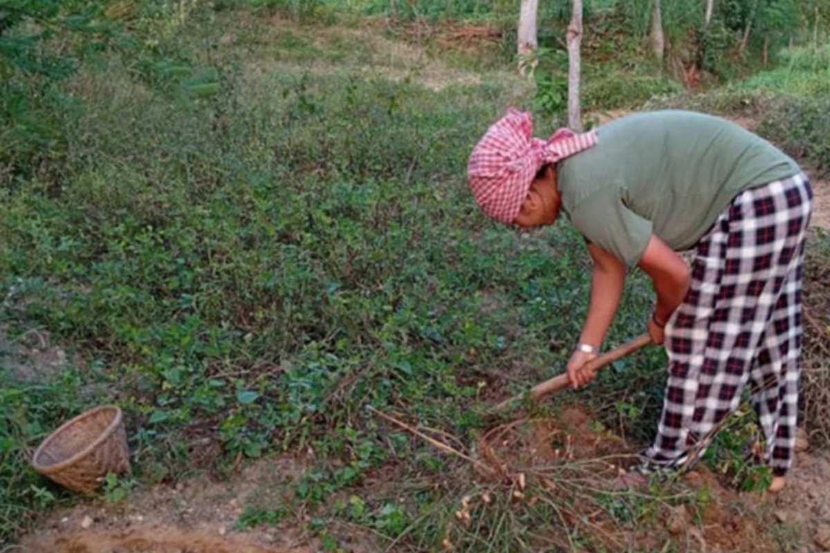 ५ मुरीभन्दा बढी बदाम फलाउनेलाई पुरस्कार!