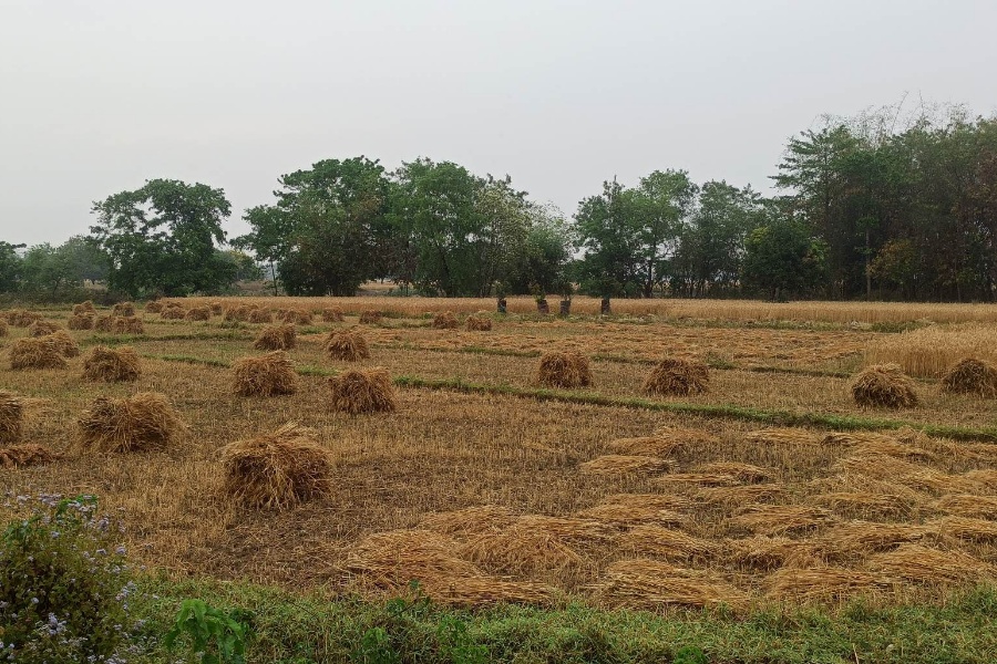 बेमौसमी वर्षाले गहुँबालीमा क्षति