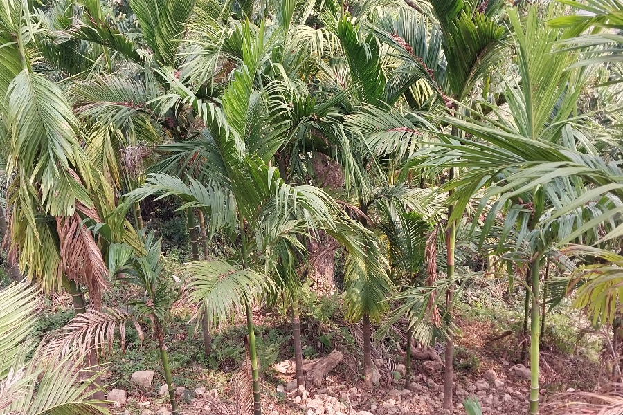 व्यावसायिक सुपारी खेतीतर्फ इलामका किसान