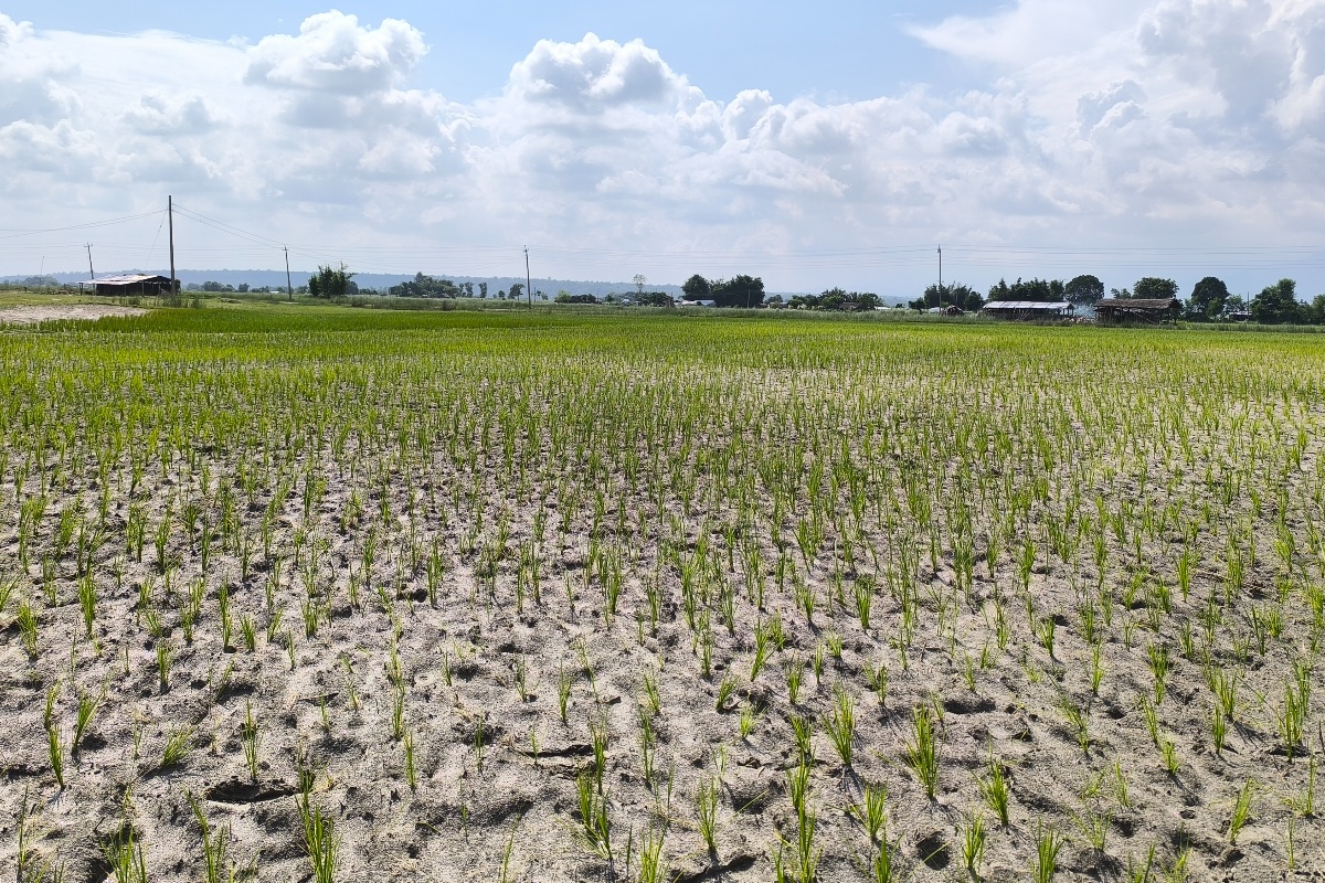 पानी नपर्दा रोपोमै सुक्न थाल्यो धान