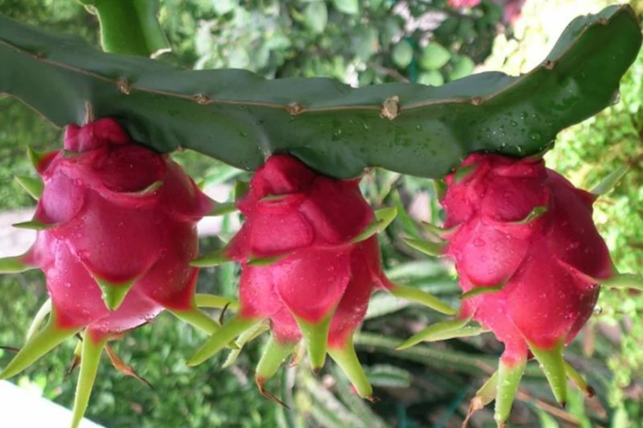 ड्रागन आयात रोक्न कृषकको माग, स्वदेशी उत्पादनले बजार नपाएको गुनासो