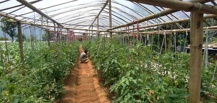 बालुवामाथि तरकारी खेती, ३० जनालाई रोजगारी