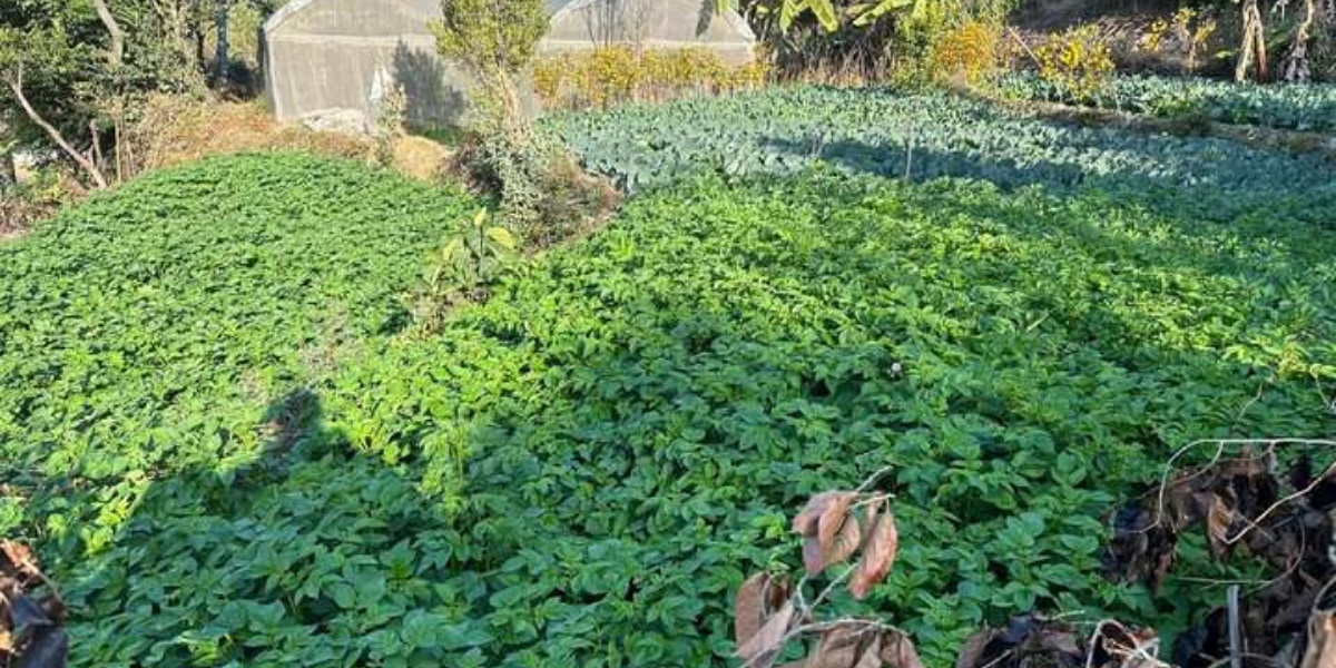 अन्न उत्पादन घटेपछि तरकारीखेतीमा म्याग्दीका किसान 