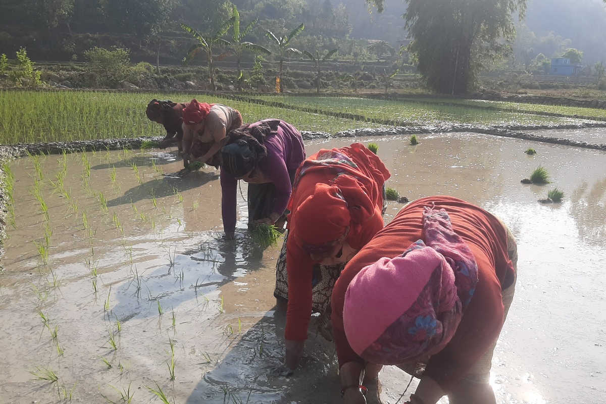 पाल्पाका किसानलाई चैते धान रोप्न चटारो