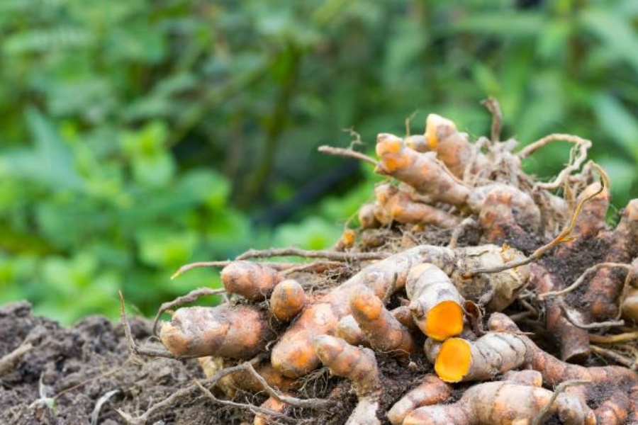 उदयपुरको सिद्धिपुरबाट २ करोड मूल्य बराबरको बेसार बिक्री