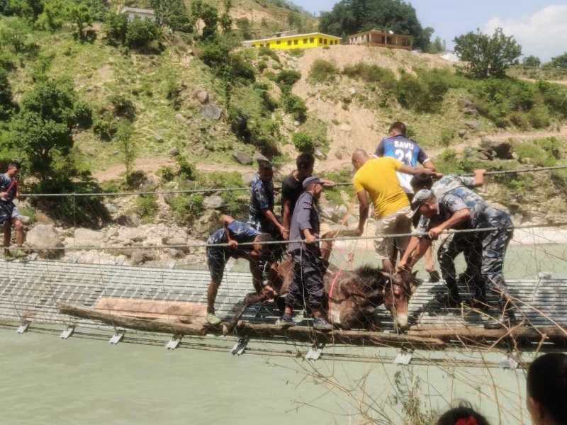 कर्णालीको झोलुंगे पुलमा अड्किएका ११ खच्चडको उद्धार, २ वटा मरे