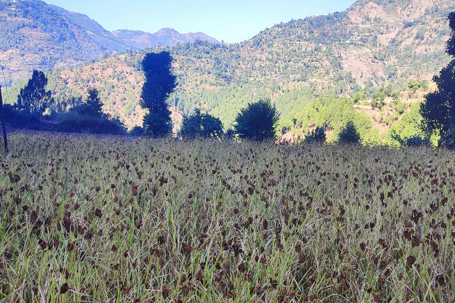 रैथाने बाली संरक्षणमा चुनौती