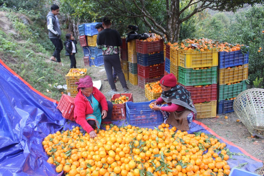 चिस्यान गृहले कृषकलाई फाइदा, १० हजार किलो सुन्तला भण्डारण