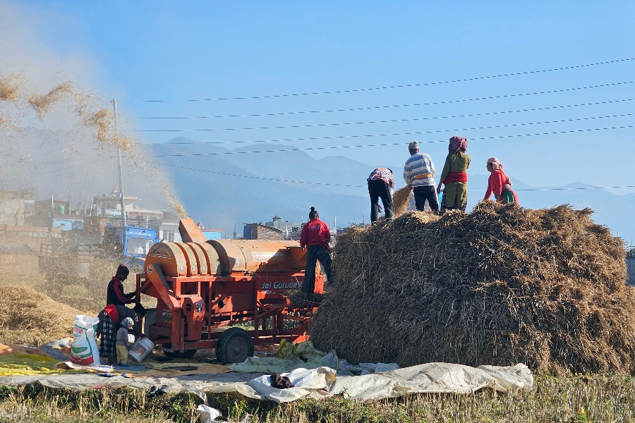 खाद्यसम्म पुग्दैन धान, सस्तो मूल्यमा बेच्न बाध्य छन् किसान