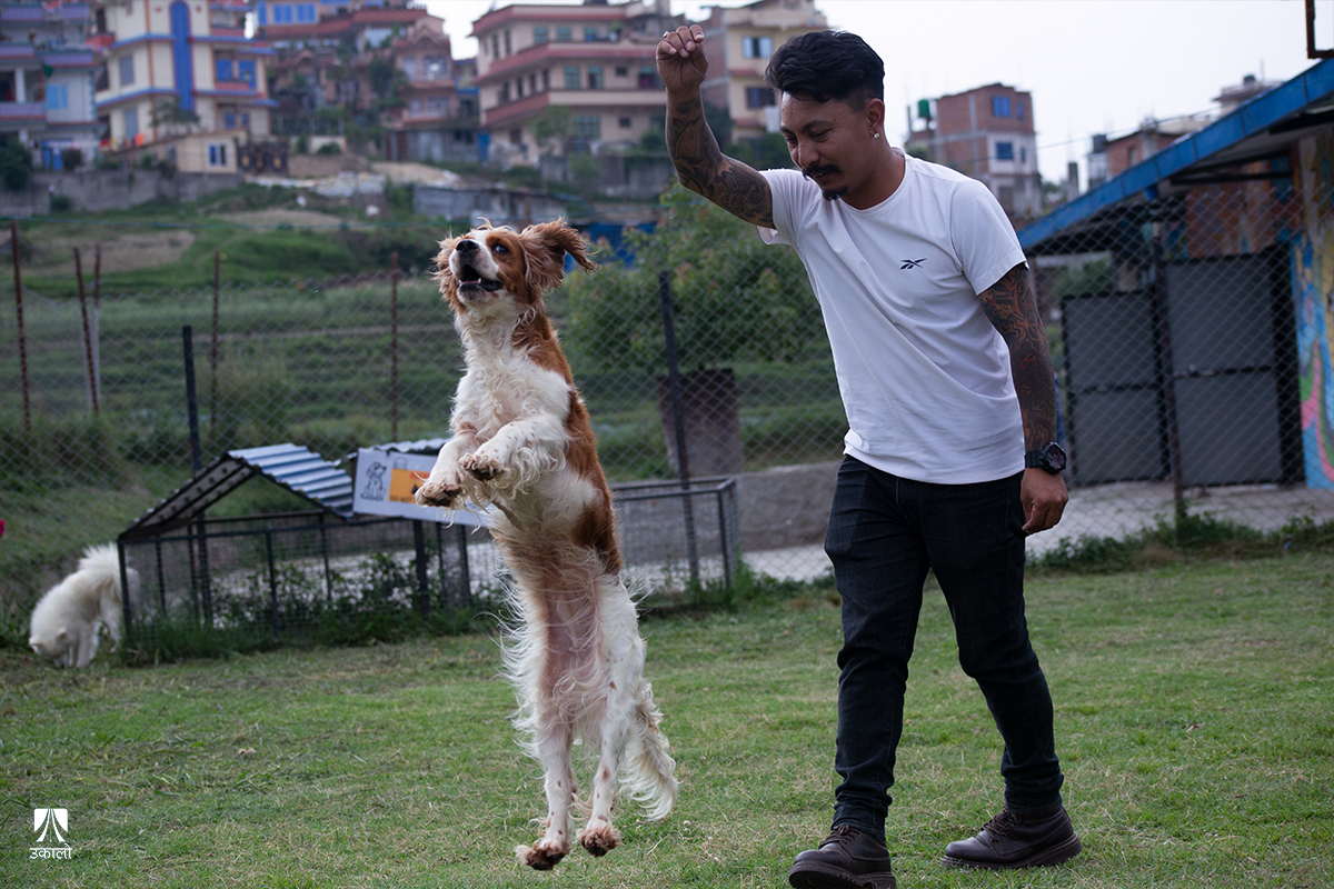 घरबाहिर जाँदा कुकुरको रेखदेख 'पेट होस्टल'मा