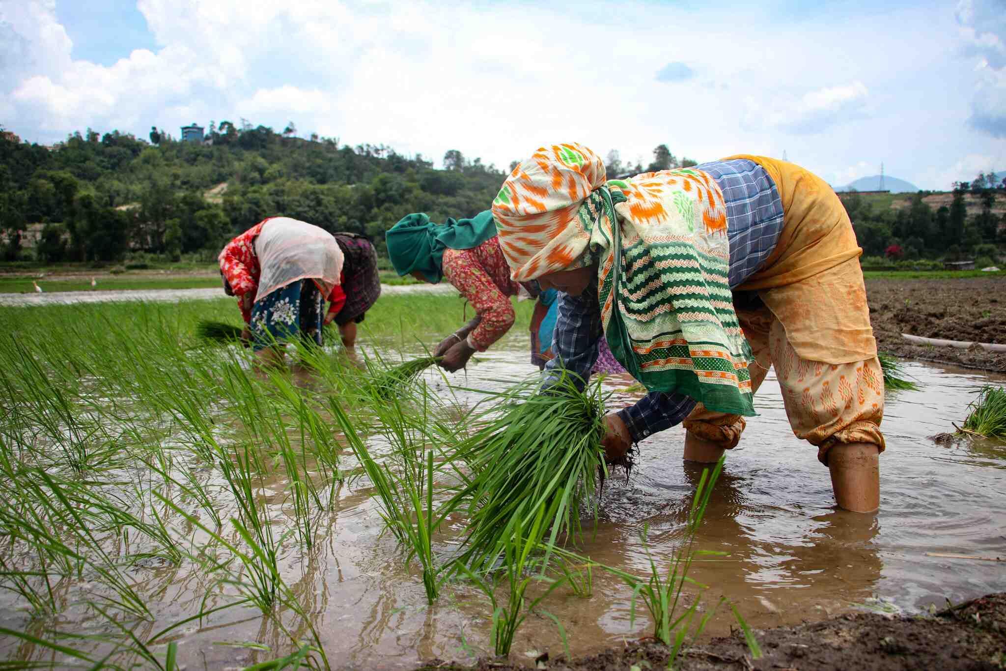 बुंगमतीमा रोपाइँको चटारो