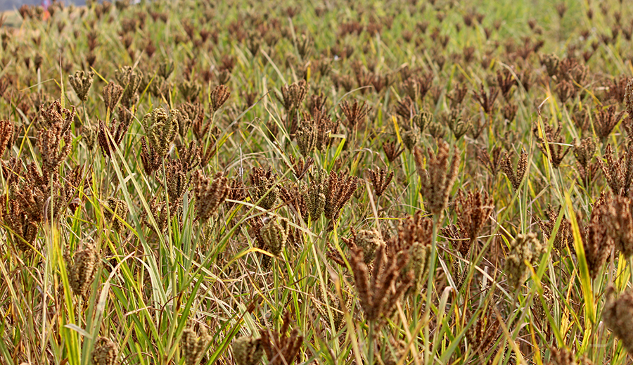 खडेरीले बारीमै सुक्यो कोदो