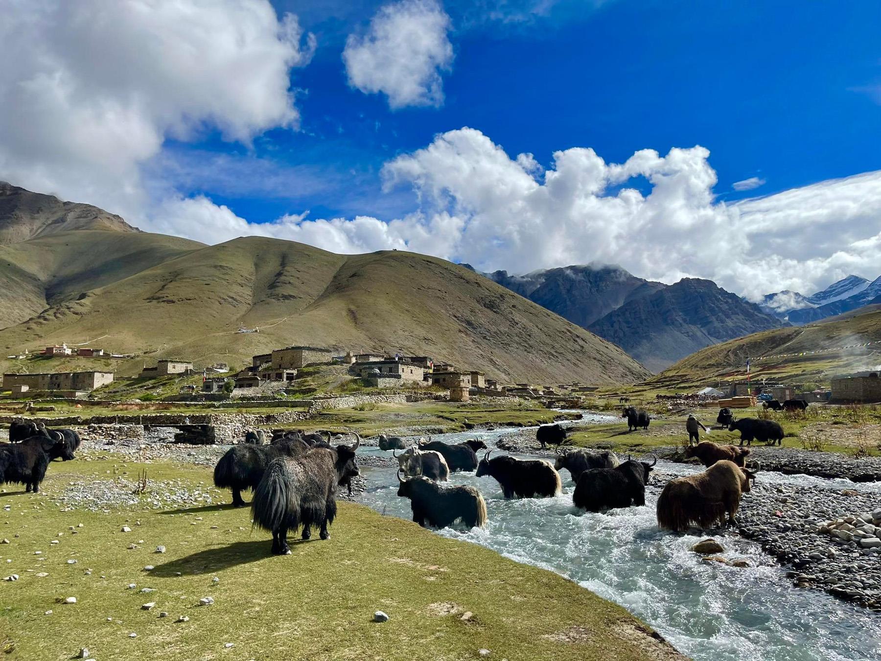 जनावरलाई जोखिम: डोल्पाको डोल्पोबुद्ध–१ धोस्थित स्टार माउण्टेन नजिकै खोला पार गर्दै चौँँरीहरु।