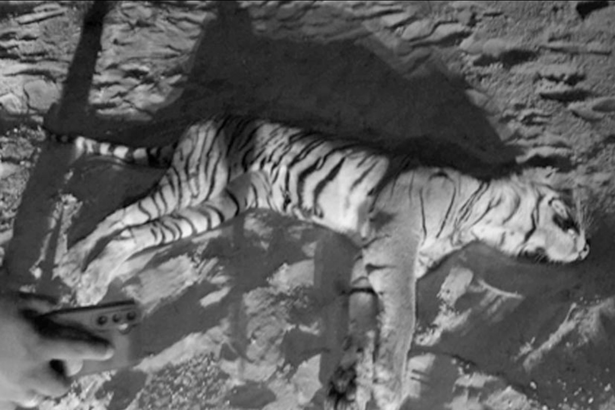 नवलपरासीमा फागुनयता मरे ३ पाटेबाघ