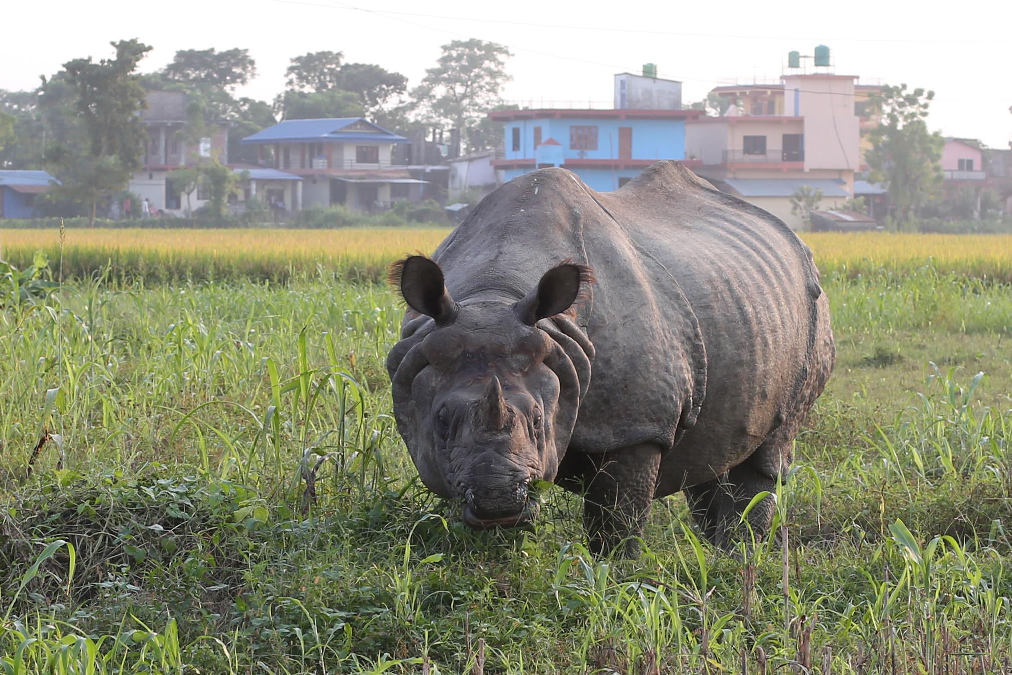 सौराहामा डुली हिड्ने गैँडा