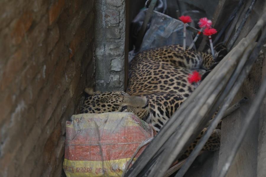 नियन्त्रणमा लिइयो कौशलटारमा फेला परेको चितुवा