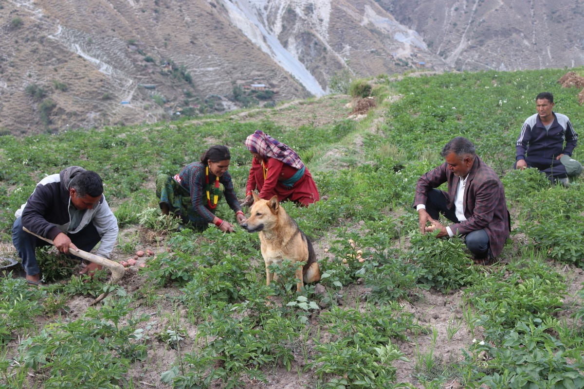 सामूहिक आलुखेतीमा मुगुका युवा, बजारको भने चिन्ता