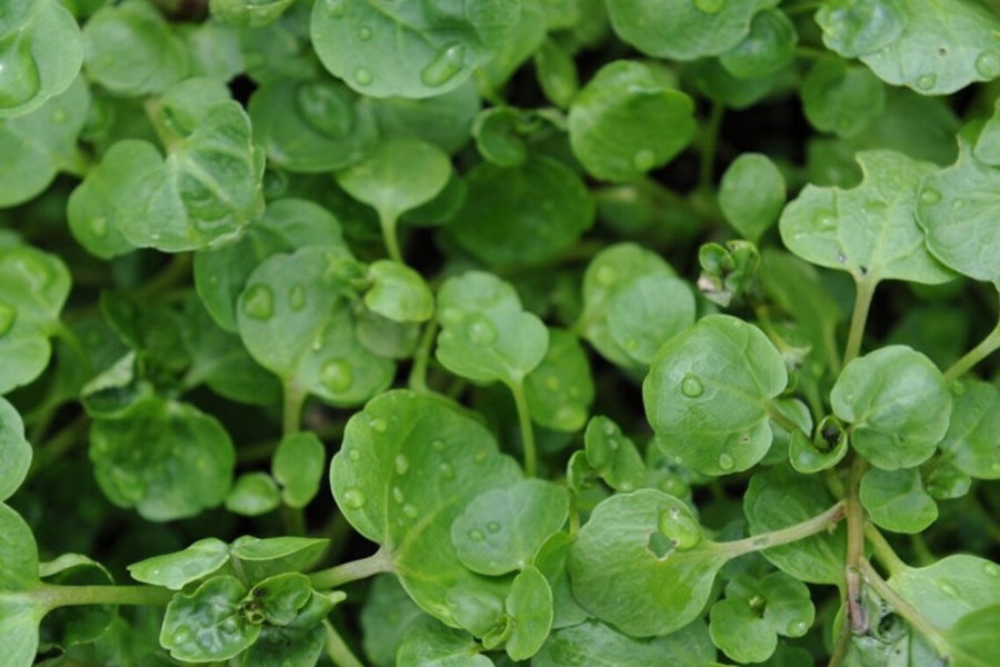 खोले साग बिक्रीबाट लाखाैँ आम्दानी