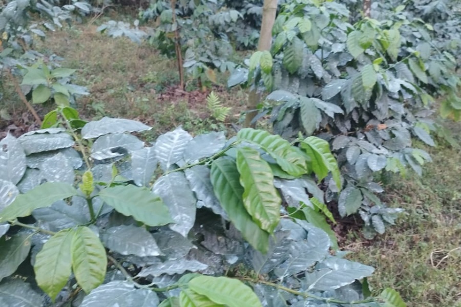 एकै वडाका १२० परिवार व्यावसायिक कफी खेतीमा