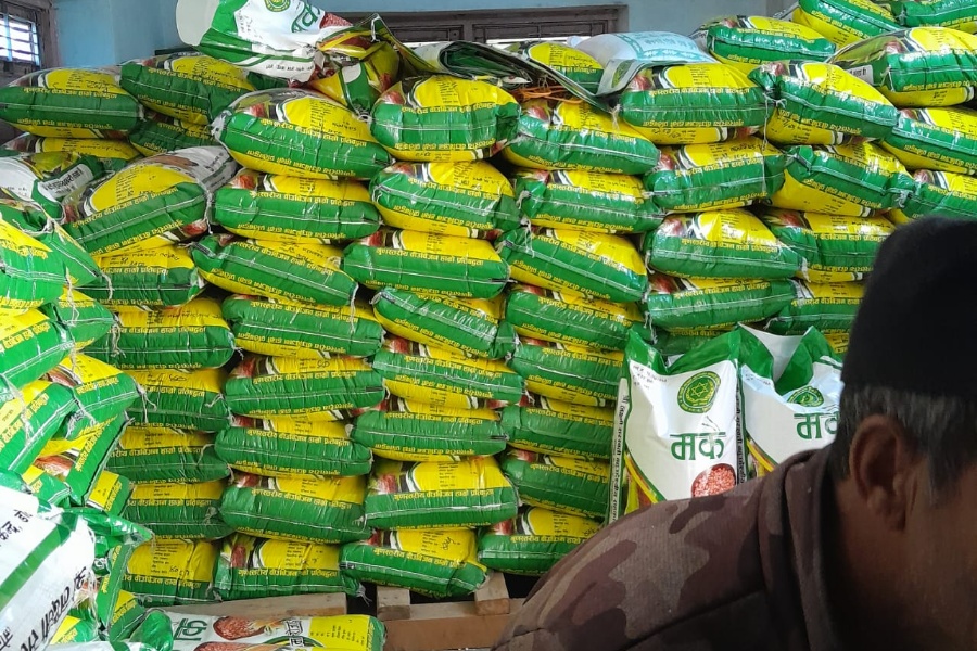 डोटीमा उत्पादित  उन्नत मकैको बीउ झापामा बिक्री