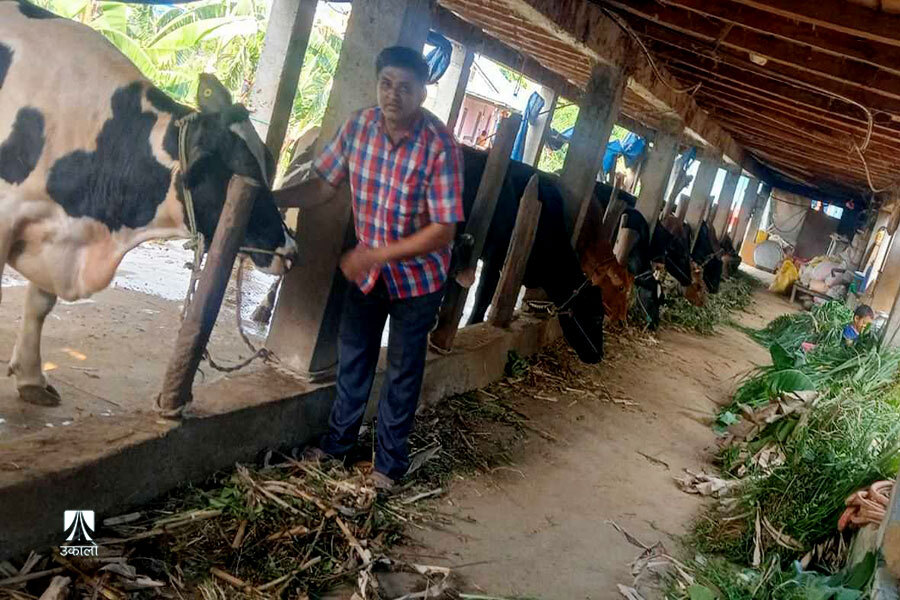 लम्पी स्किन महामारीका कारण चितवनमा बीमा कम्पनीले गर्नछाडे पशुको बीमा