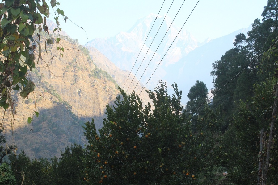 करेन्ट लाग्ने डरले सुन्तला बगैँचामा पस्न डराउँछन् दोसल्लेवासी