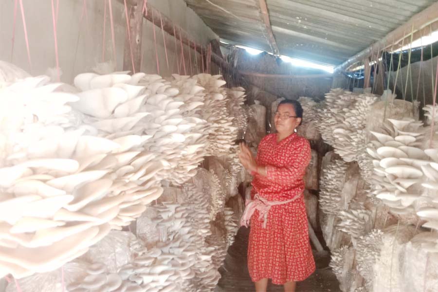 कैलालीमा फस्टाउँदो च्याउखेती: घरबाट नै बिक्री, वर्षको ६ लाखसम्म आम्दानी