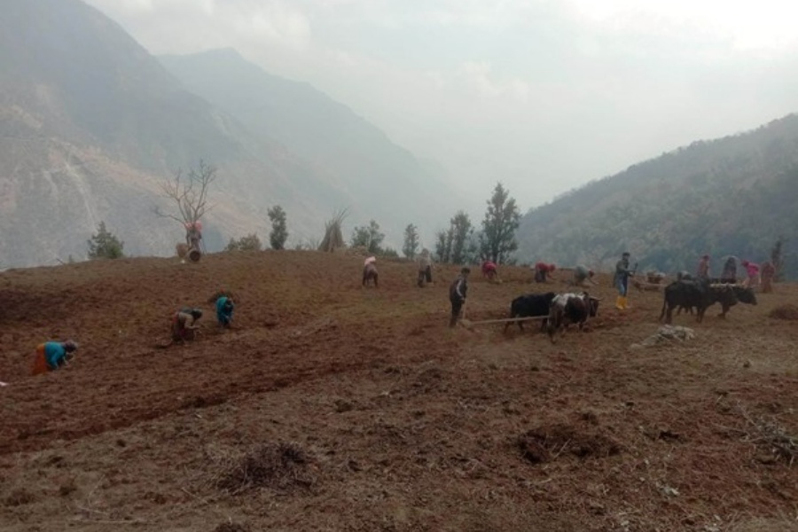 बाँझो जग्गामा आलुको सामूहिक खेती