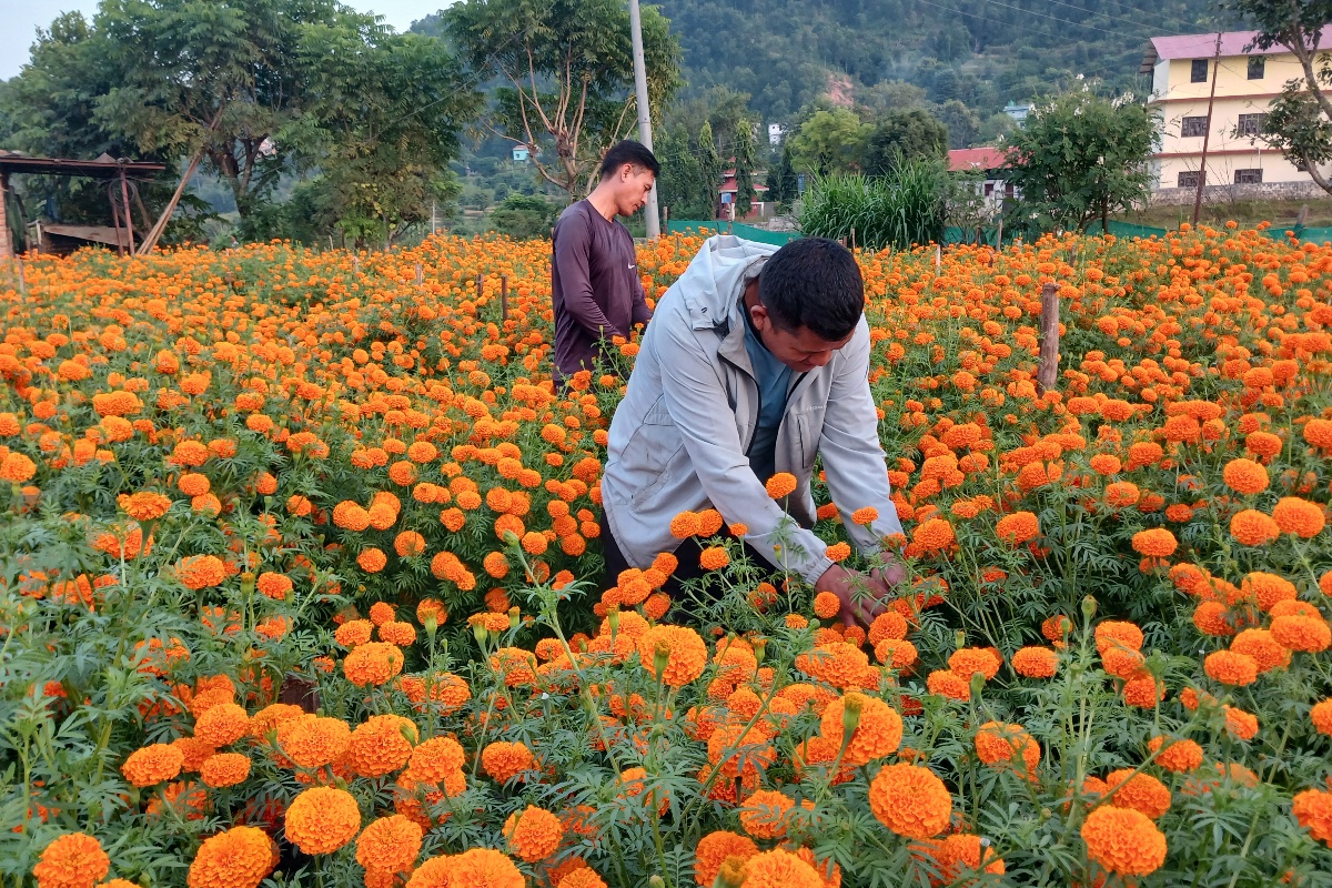 पाल्पामा सयपत्री फूलको माग उच्च, खेती पनि बढ्दो