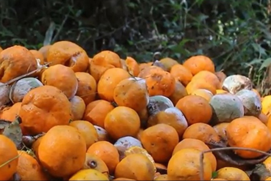 पकेट क्षेत्रकै सुन्तलामा औँसा कीराको प्रकोप