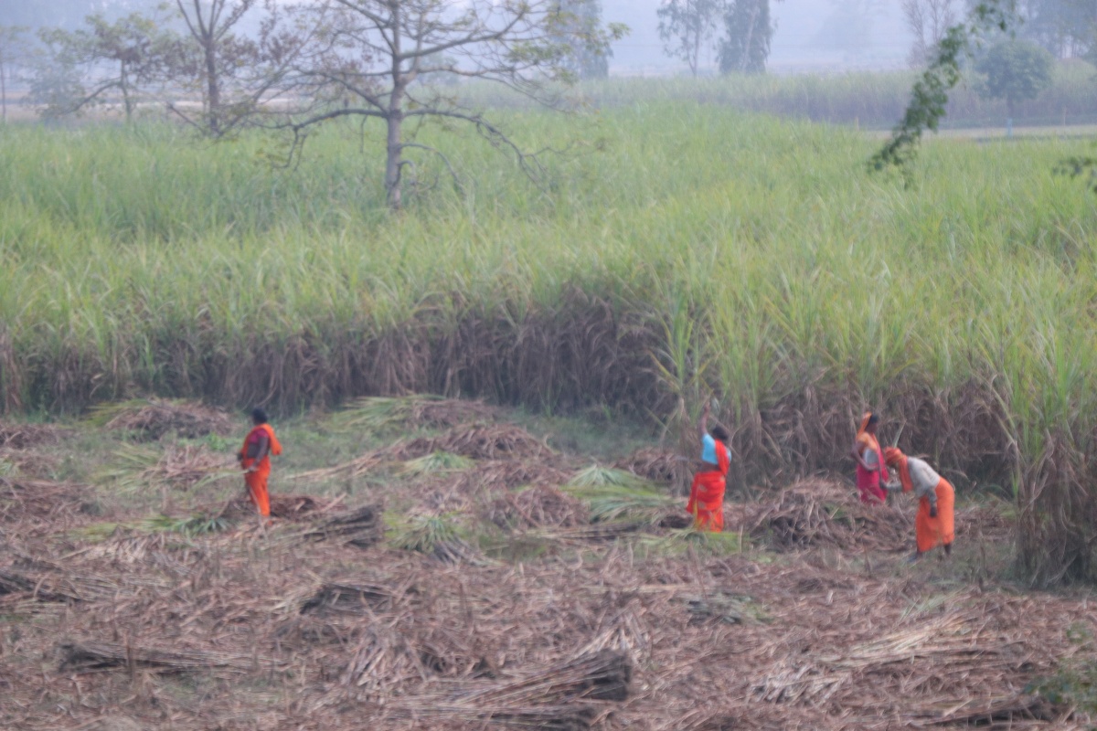 पुनः नगदेबालीको पहिचान बनाउँदै उखु, किसान उत्साहित