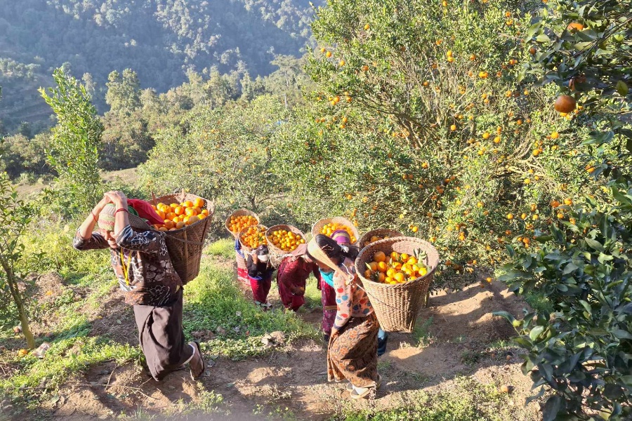विश्वबहादुरले एउटै बगानमा फलाए ७५ लाखको सुन्तला