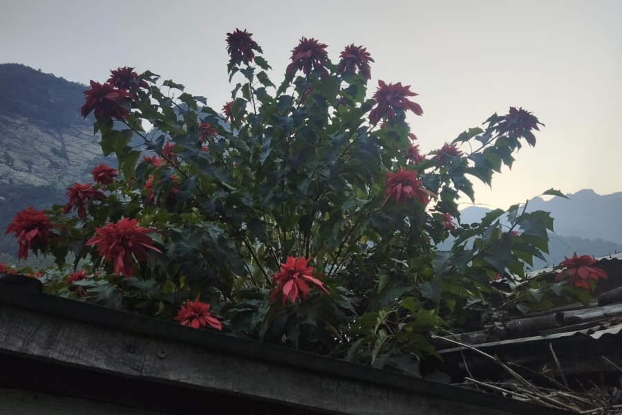 लोप हुँदै लालुपाते